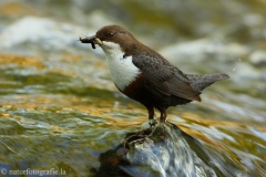 10 Wasseramsel - Cinclus cinclus